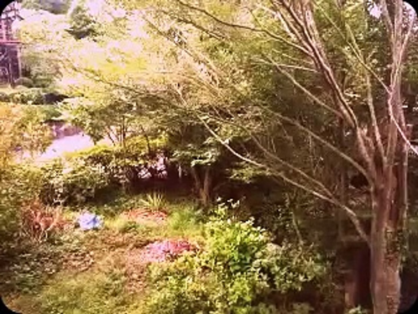 ⁣Nature Sounds In The Neighborhood June 20, 2016