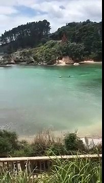 Deux orques s'approchent dangereusement de deux enfants dans une baie