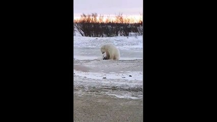 Un ours polaire s’approche d’un chien attaché à une chaîne