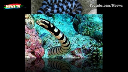 Sự thật về 11 loài rắn cực độc trên thế giới