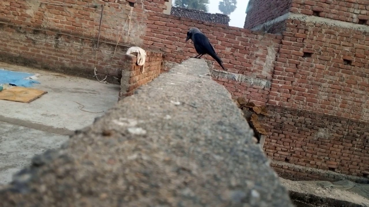 crow
