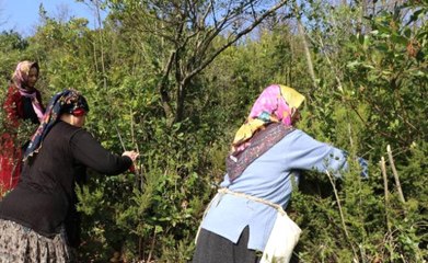 Dağlardan Toplanan Defne, Köylüye 13 Milyon Lira Kazandırdı