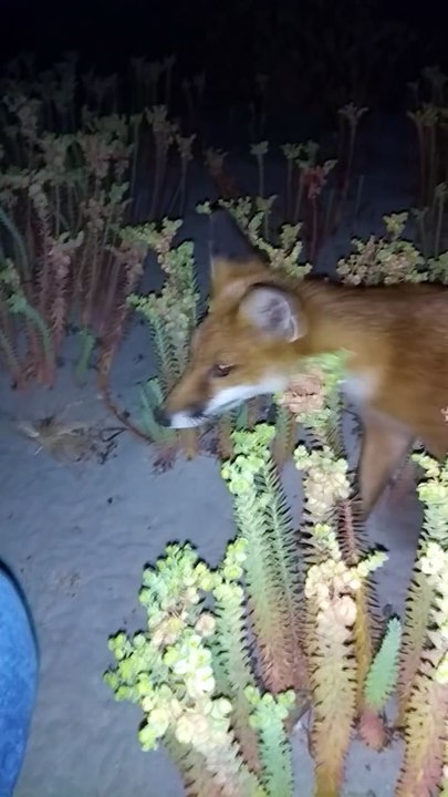 Fox Steals Thong From Girl On Beach