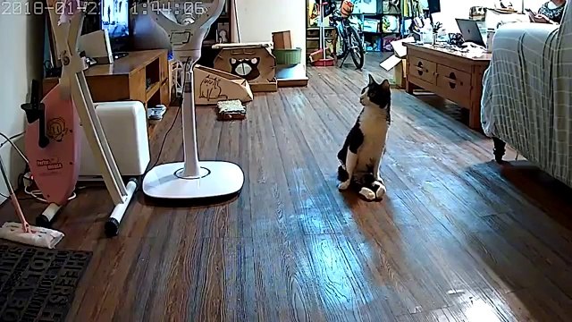 Adorable, la réaction de ce chat paralysé qui entend son maitre arriver