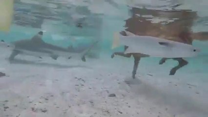 Ce chien nage avec les requins... Tranquillement!