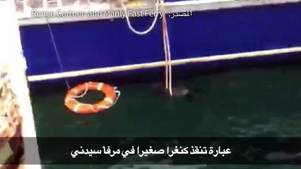 عبارة تنقذ كنغرا صغيرا في مرفأ سيدني