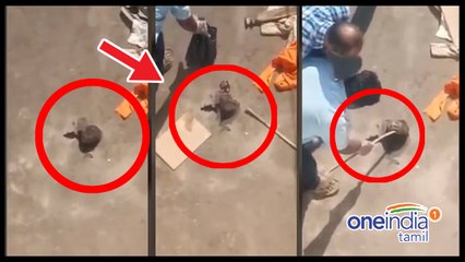 மொட்டை மாடியில் வீசப்பட்ட 3 மாத குழந்தையின் தலை- வீடியோ