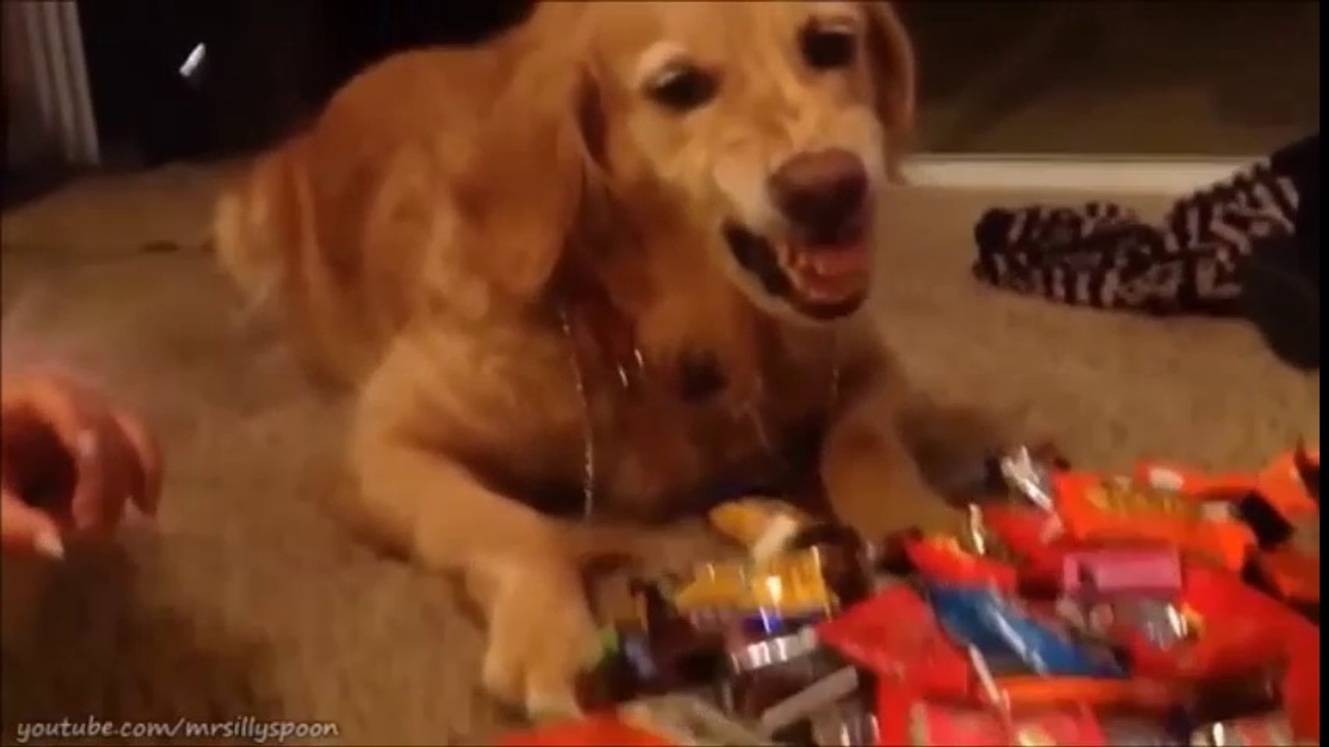 Bad Pets!! - Funny Naughty Animals Compilation!