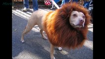 Creative Halloween Costumes for Pets (̶◉͛‿◉̶)