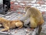 [MP4 360p] monkey vs dog __ funny video