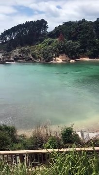 Deux orques passent à coté de deux enfants dans une baie