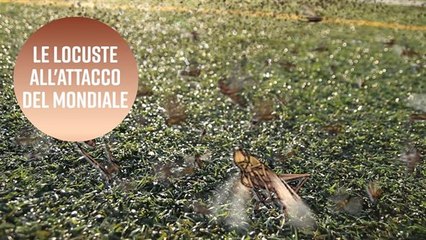 Prima i cormorani e ora le locuste contro Russia 2018