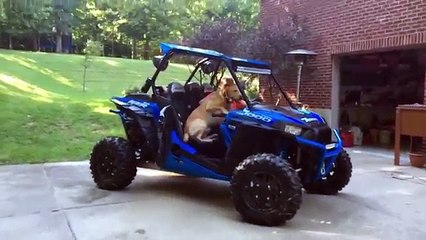 Funniest Pets of the Week Compilation January 2018 - Funny Pet Videos