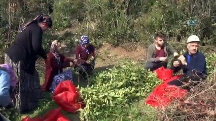 “Defne” Ek Gelir Kapısı Oldu, 13 Milyon Lira Kazandırdı