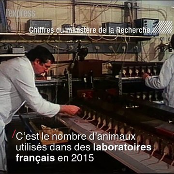Souris, poissons, lapins... Les expérimentations animales en chiffres