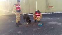 Van Aracın Çarptığı Yaralı Köpeğe, Jandarma Sahip Çıktı
