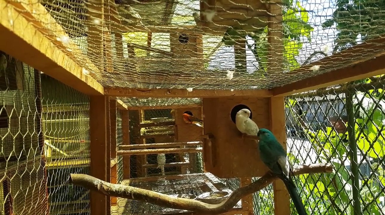 Parrot breeder Nelutu Rosu