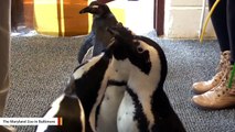 You Can Pet Penguins At Maryland Zoo