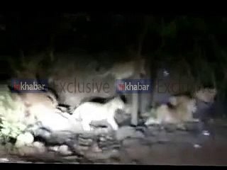 Video: गुजरात के अमरेली में 7 शेरों ने मिलकर किया एक सूअर का शिकार, छटपटाता रहा बेजुबान