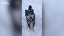 Ce chien n'arrive pas à attraper une boule de neige et c'est adorable