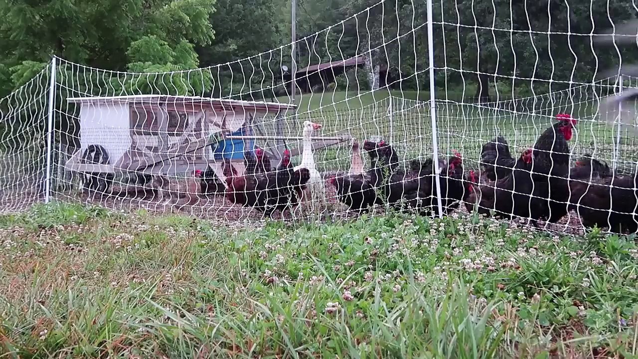 20 Reasons Your Chickens Arent Laying Eggs.