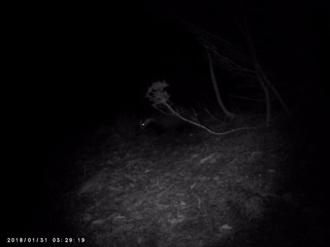 Dachs auf der Wildkamera