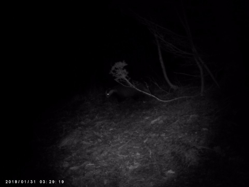 Dachs auf der Wildkamera