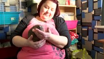To celebrate Groundhog Day, we visit a carer of hedgehogs who 's turned her home into a mini zoo