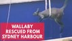Sydney ferry rescues struggling wallaby from water
