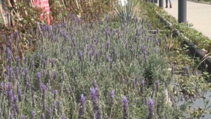 Ecoducto transforma importante avenida de México con humedales para limpiar aguas negras