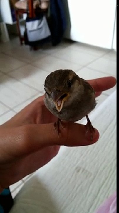 Cet oiseau se pose sur la main de cette chanteuse et l'écoute !