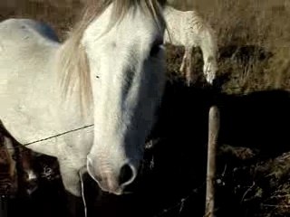 Juments Camargaises Origines Jalabert