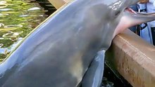 Dolphin steals ipad