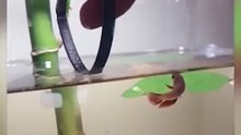 When you wanted a dog but got pet fish instead