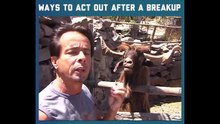 Funny GOAT 
