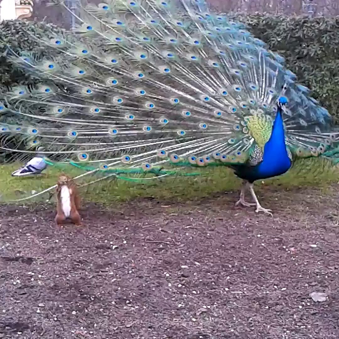 Squirrel bites Peacock feather - video Dailymotion
