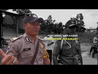 Скачать видео: Pencarian Napi yang Kabur di Pekanbaru 86