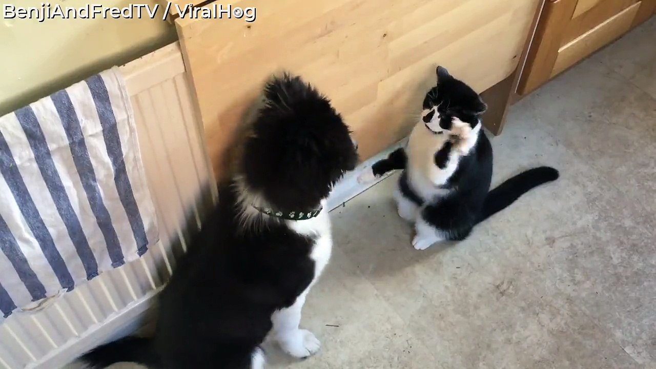 Paws Up