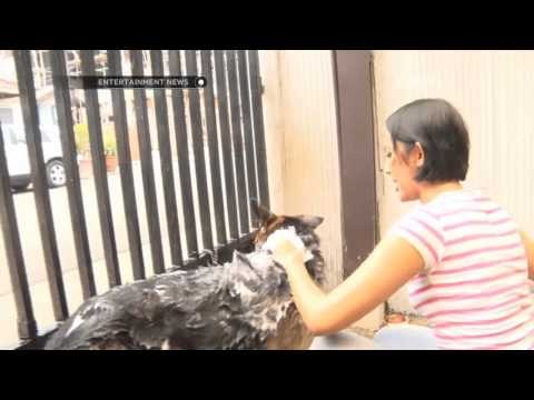 Keseruan Nina Tamam memandikan hewan peliharaan