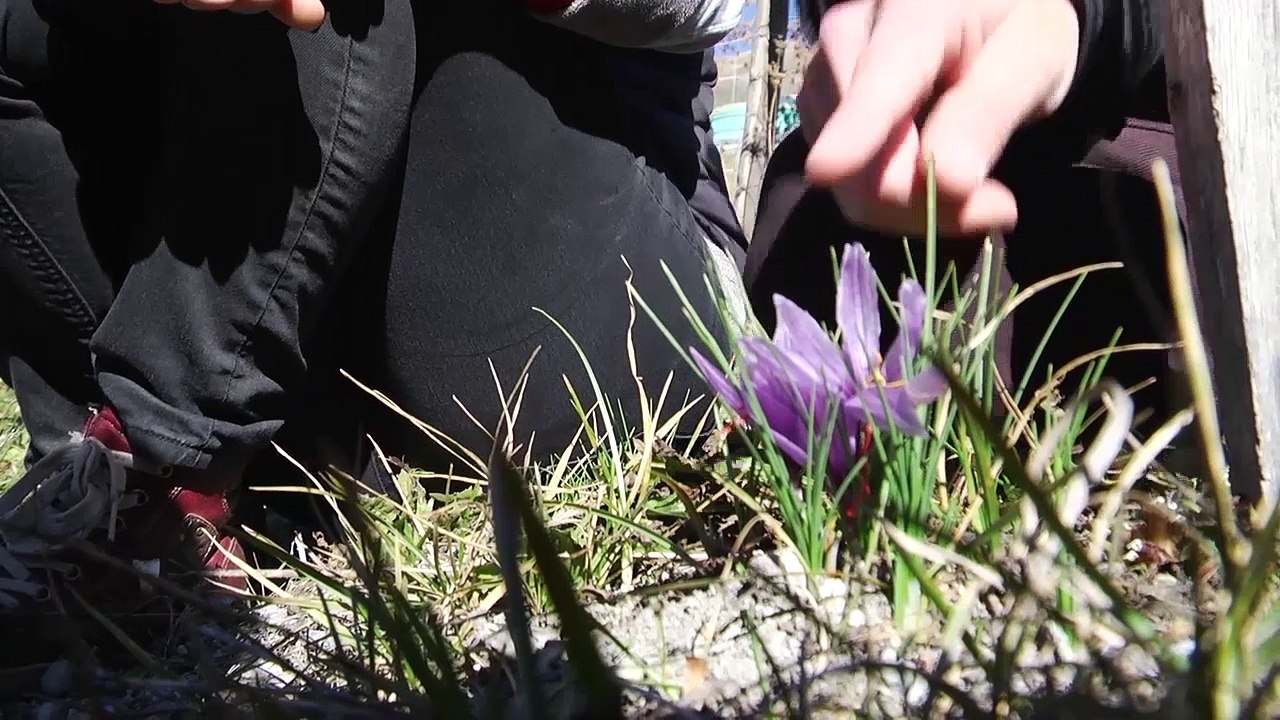 Hautes-Alpes : Elle cultive "l'or rouge" et aujourd'hui elle élargit sa gamme, rencontrez Carole la productrice de safra