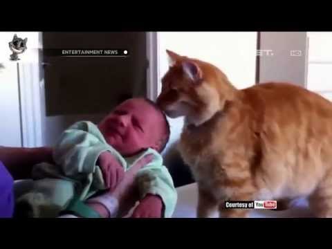 Manfaat memelihara Kucing