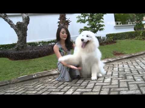 Entertainment News - Keith Agustine berbagi cara merawat anjing peliharaannya