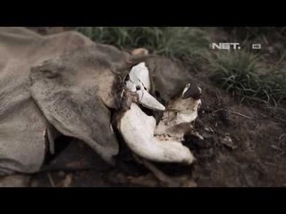 Entertainment News-Pangeran William kampanye video perdagangan hewan