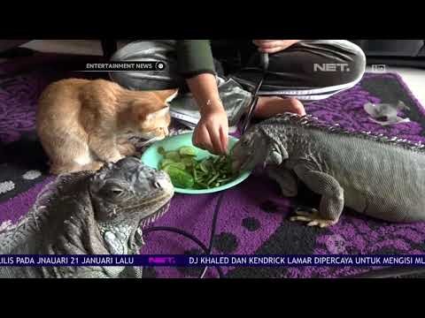 Keseruan Amel Carla Merawat Hewan Peliharaan Iguana
