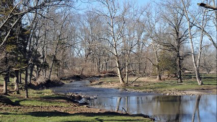 About Our Trees That like River Banks and Streams