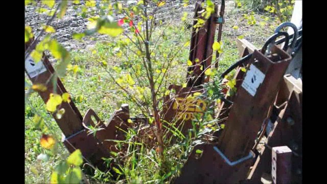 About Planting River Birch Trees ....Great In Clay Soils