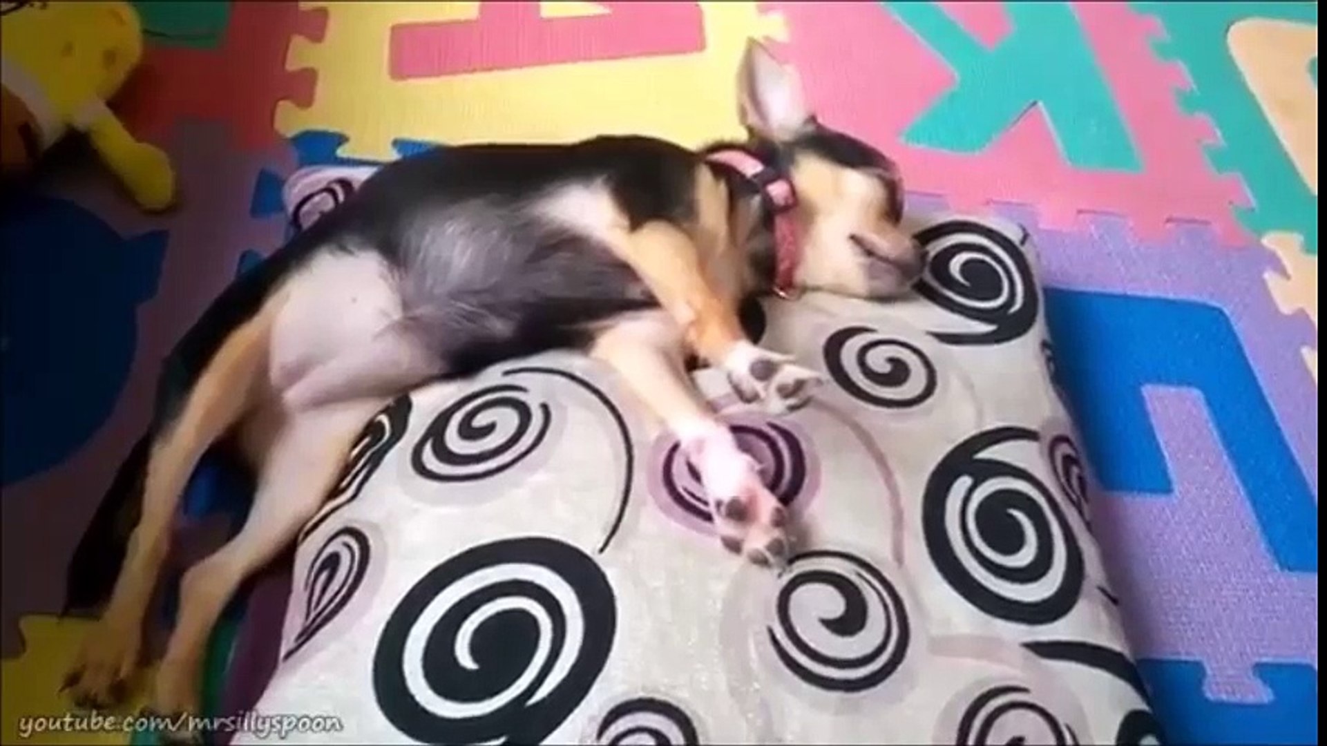 ⁣Funny Cat and Dog Clips - Fails and Funny Moments!