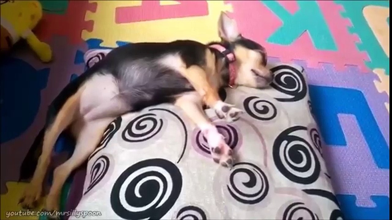 Funny Cat and Dog Clips - Fails and Funny Moments!