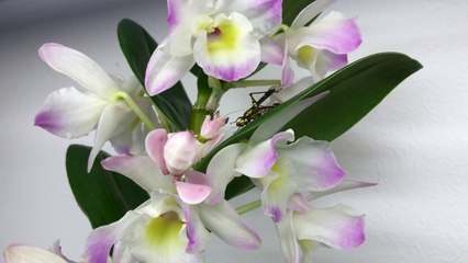 Une orchidée attrape un criquet