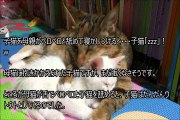 子猫を母親がペロペロと舐めて寝かしつけると・・・子猫「zzz」！w